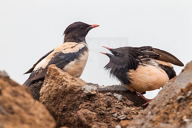 Couple of Rosy Starling displaying stock-image by Agami/Vincent Legrand,