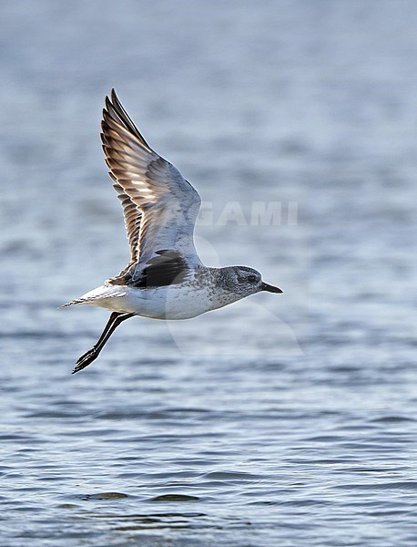 Grey Plover, Pluvialis squatarola, in flight at Mandø, Denmark stock-image by Agami/Helge Sorensen,