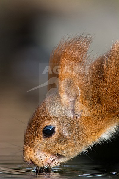 Red Squirrel (Sciurus vulgaris) drinking at a drinking station in the forest stock-image by Agami/Hans Germeraad,