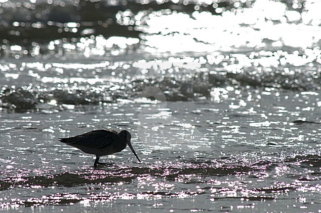 Bar-tailed Godwit, Rosse Grutto stock-image by Agami/Marc Guyt,