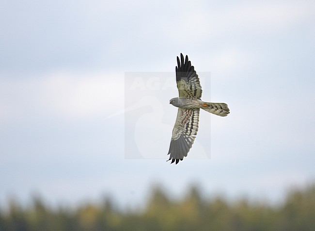 Grauwe Kiekendief, Montagus Harrier, Circus pygargus stock-image by Agami/Markus Varesvuo,