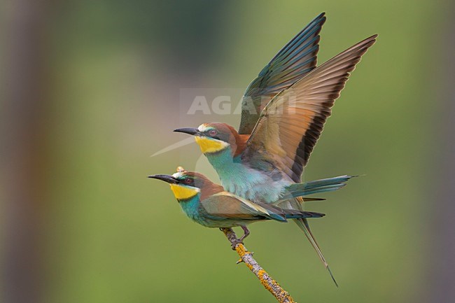 Bijeneters parend, European Bee-eater mating stock-image by Agami/Daniele Occhiato,