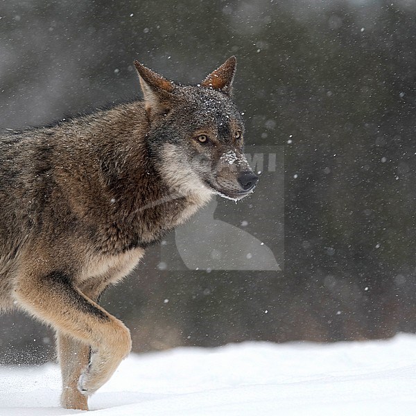Wild European Wolf (Canis lupus) in snow covered Polen. stock-image by Agami/Han Bouwmeester,