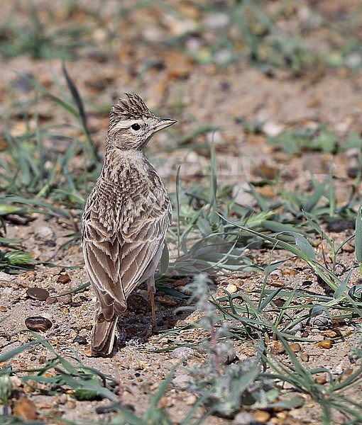 Greater Short-toed Lark, Calandrella brachydactyla longipennis stock-image by Agami/Andy & Gill Swash ,
