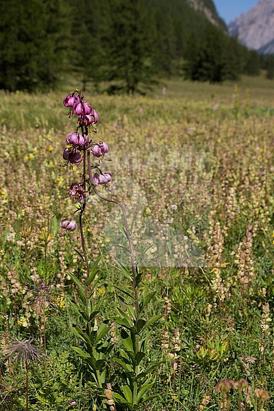 Martagon Lily, Lilium martagon stock-image by Agami/Theo Douma,