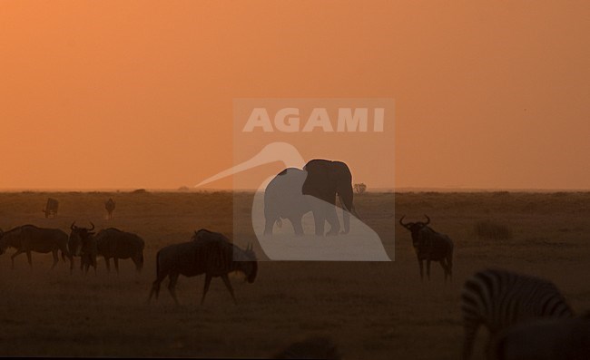 African Elephant dawn; Afrikaanse savanneolifant zonsondergang stock-image by Agami/Roy de Haas,