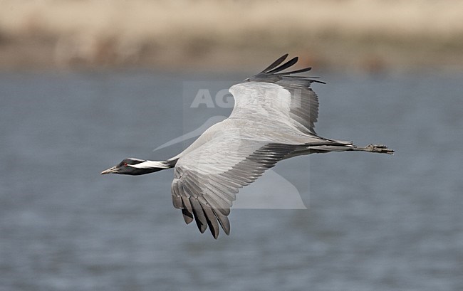 Demoiselle Crane flying; Jufferkraan vliegend stock-image by Agami/Jari Peltomäki,