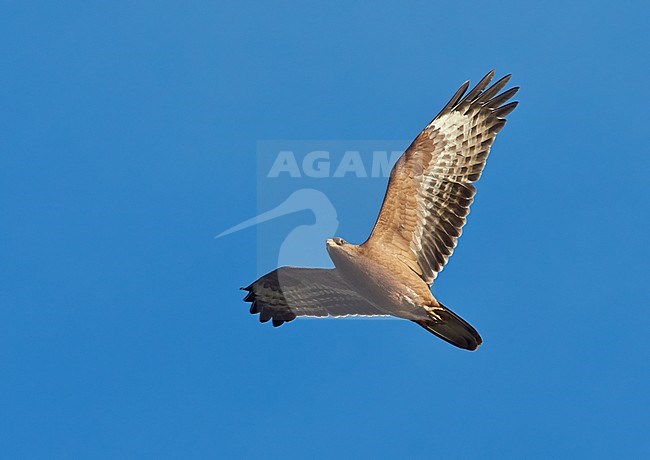 Wespendief, European Honey Buzzard, Pernis apivorus stock-image by Agami/Tomi Muukkonen,