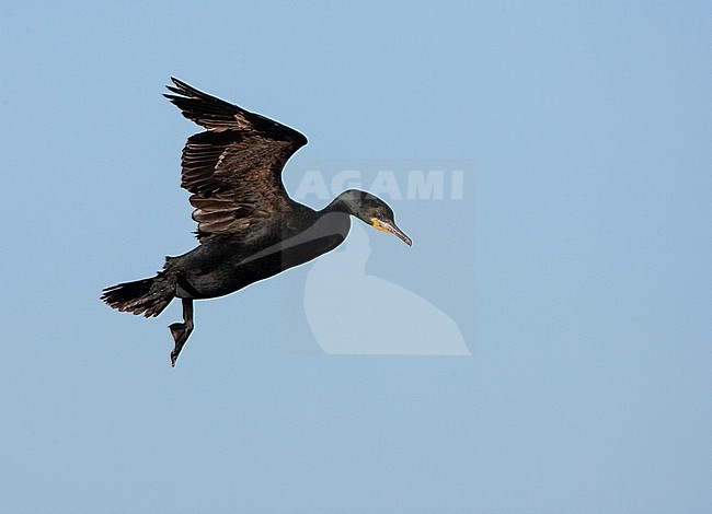 Cape Cormorant (Phalacrocorax capensis) along the coast in South Africa. Adult landing in the colony, hanging in mid air. stock-image by Agami/Marc Guyt,