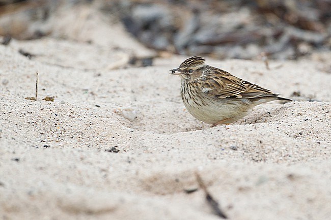 A Woodlark (Lullula arborea) is foraging at the sandy beaches of Helgoland during migration stock-image by Agami/Mathias Putze,
