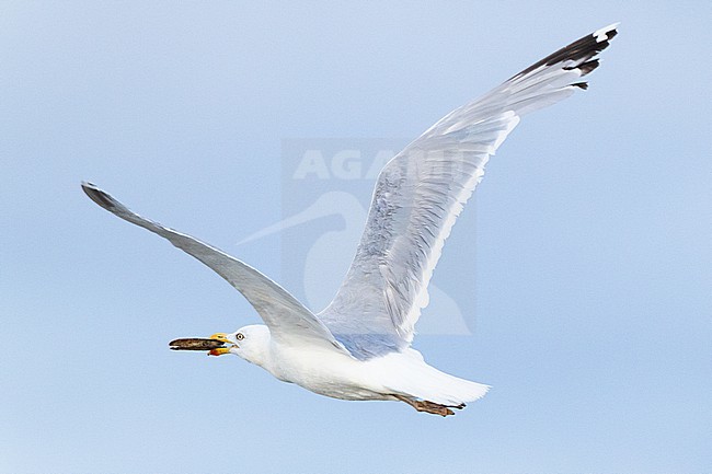  stock-image by Agami/Menno van Duijn,