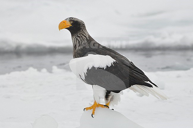 The Steller's Sea Eagle (Haliaeetus pelagicus) is one of the most impressive birds on our planet. It breeds in eastern Russia and winters in Russia, Korea and Japan. This photo is taken at Hokkaido, Japan, where large flocks of birds feed off the floating ice. stock-image by Agami/Eduard Sangster,