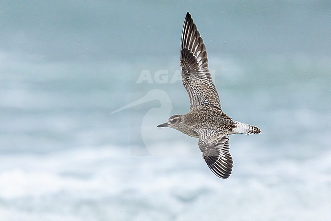 Grey Plover (Pluvialis squatarola), side view of an individual in flight over the sea, Campania, Italy stock-image by Agami/Saverio Gatto,