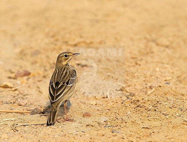 Adult Tree Pipit (Anthus trivialis) during autumn migration in a desert during migration in Egypt. Seen on the back. stock-image by Agami/Edwin Winkel,