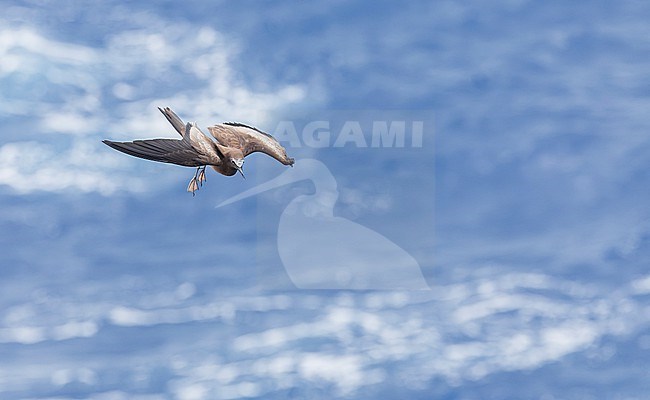 Brown Noddy (Anous stolidus), also known as or common noddy. At sea near the Solomon islands. stock-image by Agami/Marc Guyt,