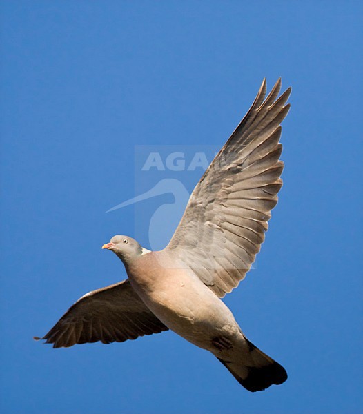 Houtduif in vlucht; Common Wood Pigeon in flight stock-image by Agami/Marc Guyt,