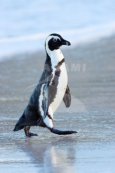 African Penguin (Spheniscus demersus), side view of an adult walking on the shore, Western Cape, South Africa stock-image by Agami/Saverio Gatto,