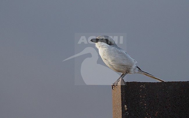 Great Grey Shrike (Lanius excubitor koenigi) perched adult at Fuerteventura, Canary Islands, Spain stock-image by Agami/Helge Sorensen,