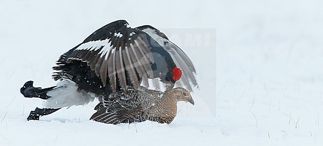 Parende Korhoenders; Black Grouse mating stock-image by Agami/Markus Varesvuo,