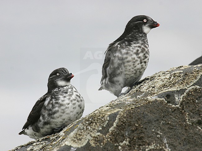 Dwergalk, Least Auklet, Aethia pusilla stock-image by Agami/Pete Morris,