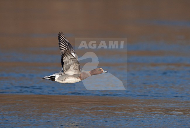 Vliegend mannetje Smient; Flying male Eurasian Wigeon stock-image by Agami/Ran Schols,