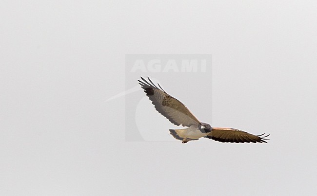 Vliegende Witstaartbuizerd, White-tailed Hawk in flight stock-image by Agami/Roy de Haas,