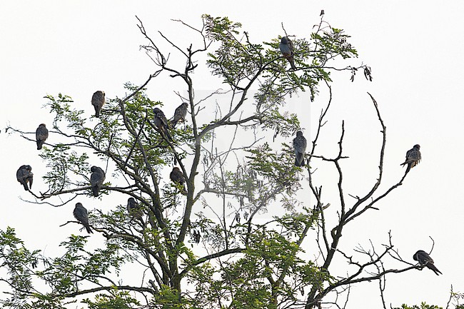 13 red-footed falcons (Falco vespertinus) roosting in tree, found in Kiskunsag National Park during spring bird migration stock-image by Agami/Mathias Putze,