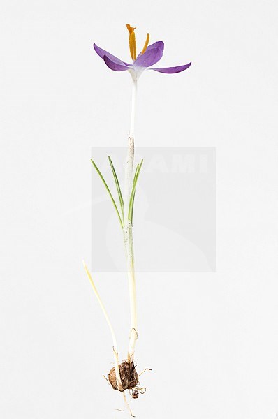 Early Crocus, Crocus tomassinianus stock-image by Agami/Wil Leurs,