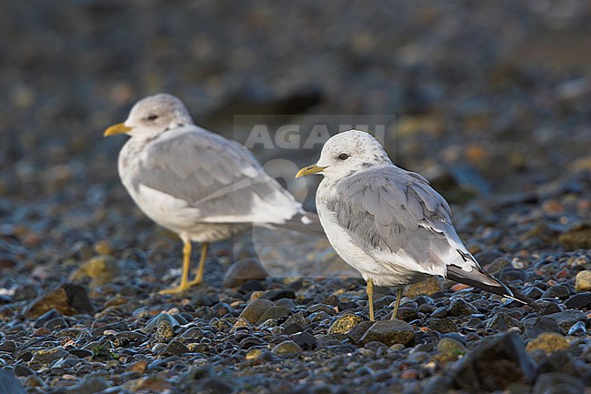 Amerikaanse Stormmeeuw, Short-billed Gull, Larus brachyrhynchus stock-image by Agami/Glenn Bartley,