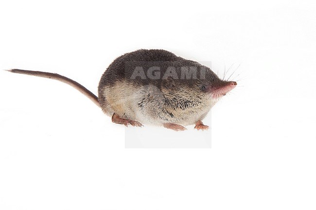 Bosspitsmuis, Common Shrew (Sorex araneus) stock-image by Agami/Theo Douma,