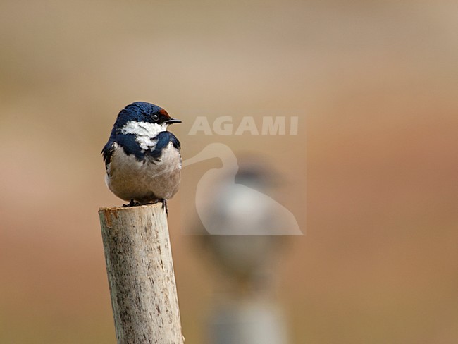 Adulte Witkeelzwaluw, Adult White-throated Swallow stock-image by Agami/Wil Leurs,
