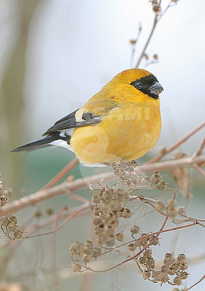 Orange Bullfinch, Pyrrhula aurantiaca, perched in a bush in India. stock-image by Agami/James Eaton,