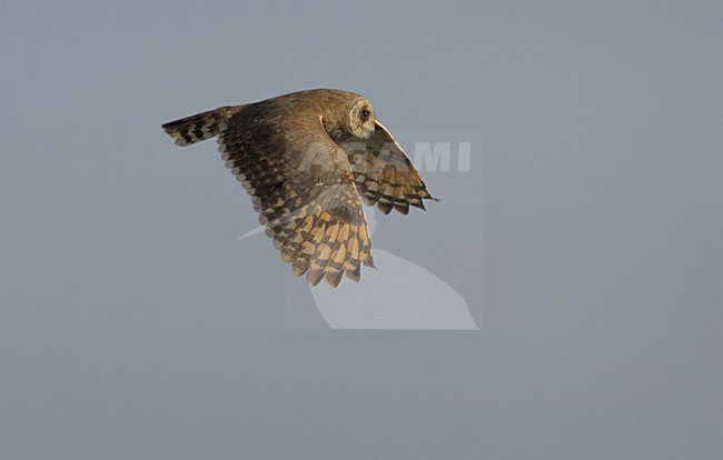 Afrikaanse Velduil jagend in moeras; Marsh owl hunting in marsh stock-image by Agami/Daniele Occhiato,