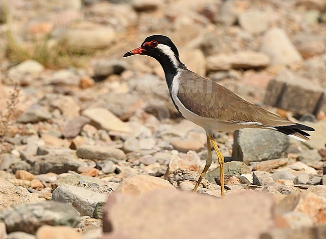 Red-wattled Lapwing (Vanellus indicus) is becoming more common in Muscat, Oman stock-image by Agami/Eduard Sangster,