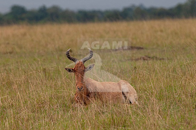 A Coke's hartebeest, Alcelaphus buselaphus cokii, resting in tall grass. Masai Mara National Reserve, Kenya. stock-image by Agami/Sergio Pitamitz,