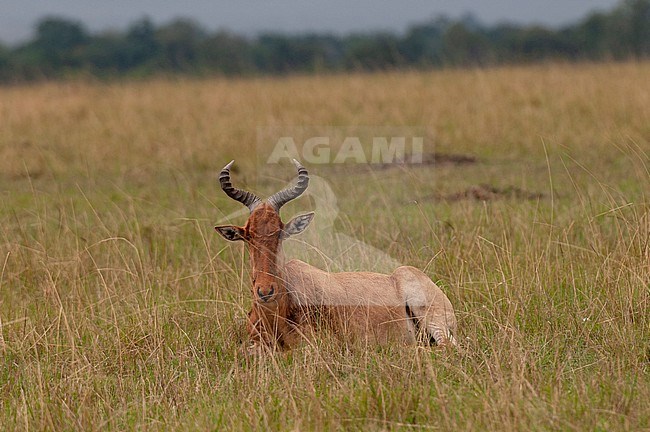 A Coke's hartebeest, Alcelaphus buselaphus cokii, resting in tall grass. Masai Mara National Reserve, Kenya. stock-image by Agami/Sergio Pitamitz,