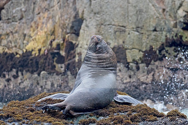 South American sea lion (Otaria flavescens) in northern Peru.  Also known as southern sea lion or Patagonian sea lion. stock-image by Agami/Pete Morris,