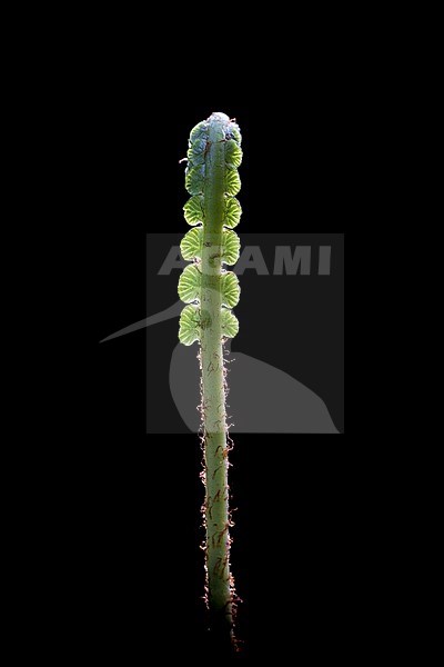 Hard-fern, Struthiopteris spicant stock-image by Agami/Wil Leurs,