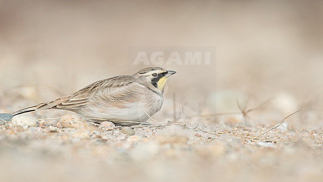 American Horned Lark (Eremophila alpestris hoyti / praticola) wintering in Massachusetts, United States. Pressing low to the ground against detection from possible predators. stock-image by Agami/Ian Davies,