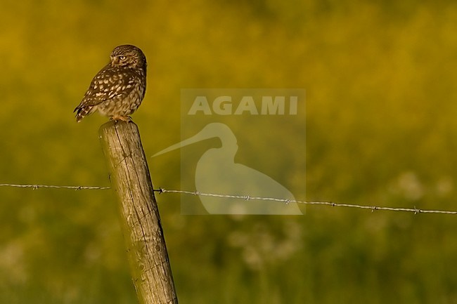 Steenuil zittend op een paal; Little Owl perched on a pole stock-image by Agami/Han Bouwmeester,