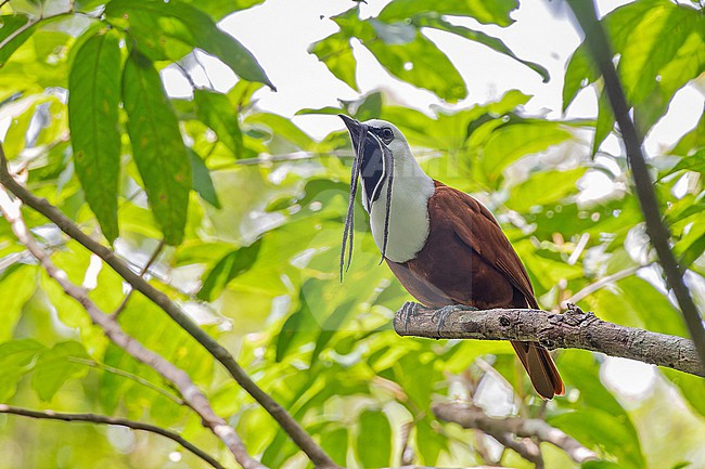 Adult male Three-wattled Bellbird, Procnias tricarunculatus, in Panama. stock-image by Agami/Pete Morris,