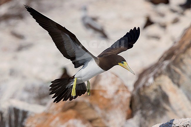Brown Booby, adult, flight, Raso, Cape Verde (Sula leucogaster) stock-image by Agami/Saverio Gatto,