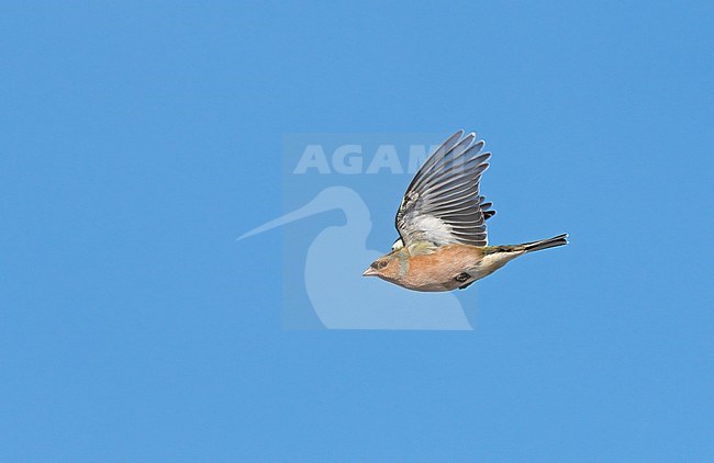 Male Common Chaffinch (Fringilla coelebs) flying, migrating in blue sky, showing underside stock-image by Agami/Ran Schols,