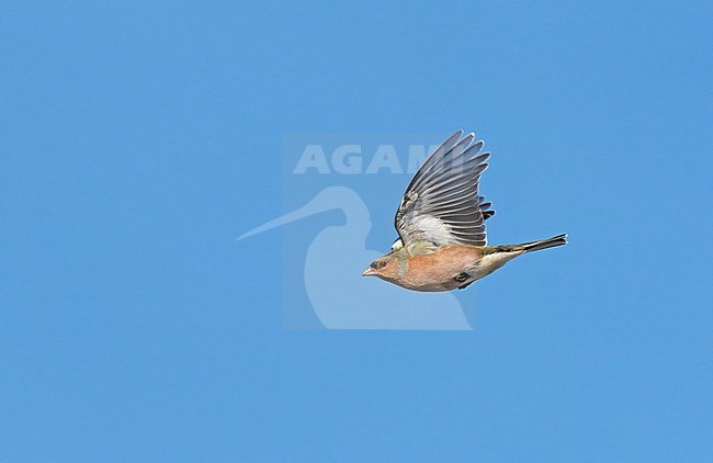 Male Common Chaffinch (Fringilla coelebs) flying, migrating in blue sky, showing underside stock-image by Agami/Ran Schols,