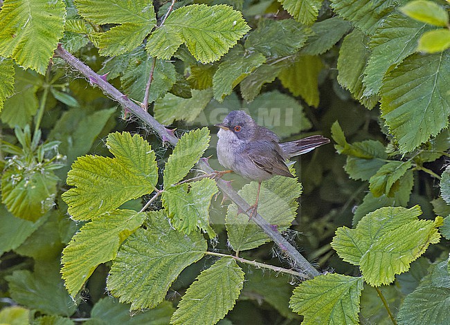 Male Menetries's warbler (Curruca mystacea) in Turkey. stock-image by Agami/Pete Morris,