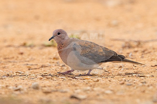 Laughing Dove (Spilopelia senegalensis), side view of an adult standing on the ground, Mpumalanga, South Africa stock-image by Agami/Saverio Gatto,