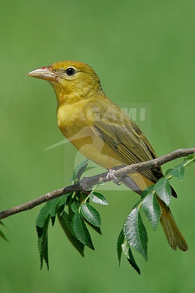 Adult female
Galveston Co., TX
April 2005 stock-image by Agami/Brian E Small,