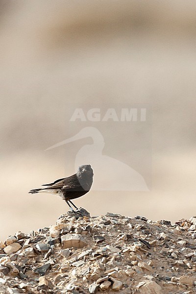 Basalt Wheatear (Oenanthe lugens warriae) in israel.
This is an intriguing dark subspecies of the mourning wheatear from the basalt desert of northeast Jordan, sometimes wintering as a vagrant in Israel, stock-image by Agami/Marc Guyt,