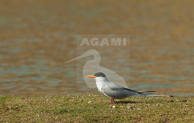 Adult River tern (Sterna aurantia) standing on a patch of grass on side of brown colored river. stock-image by Agami/Marc Guyt,