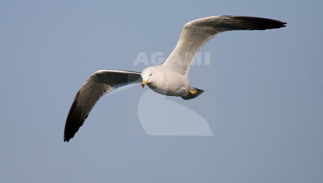 Black-tailed Gull adult flying; Zwartstaartmeeuw volwassen vliegend stock-image by Agami/Marc Guyt,